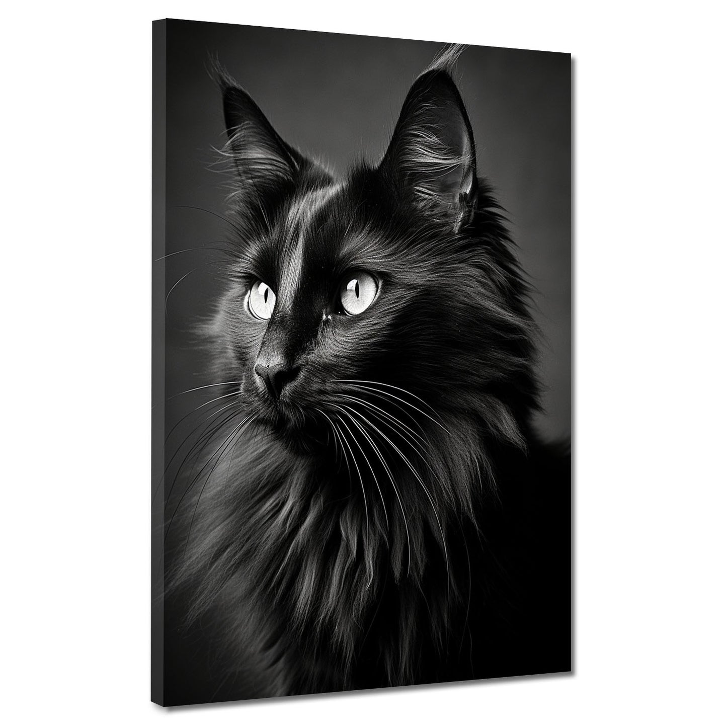 Quadro bellissimo gatto nero