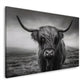 Highland mucca scozzese ritratto bianco nero corna quadro