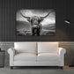 Highland mucca scozzese ritratto bianco nero corna quadro