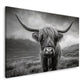 Highland mucca scozzese ritratto bianco nero corna quadro