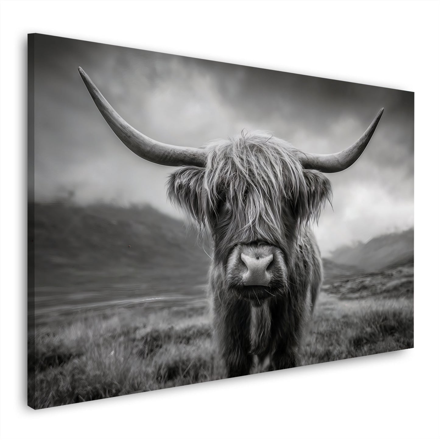 Highland mucca scozzese ritratto bianco nero corna quadro