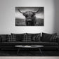Highland mucca scozzese ritratto bianco nero corna quadro