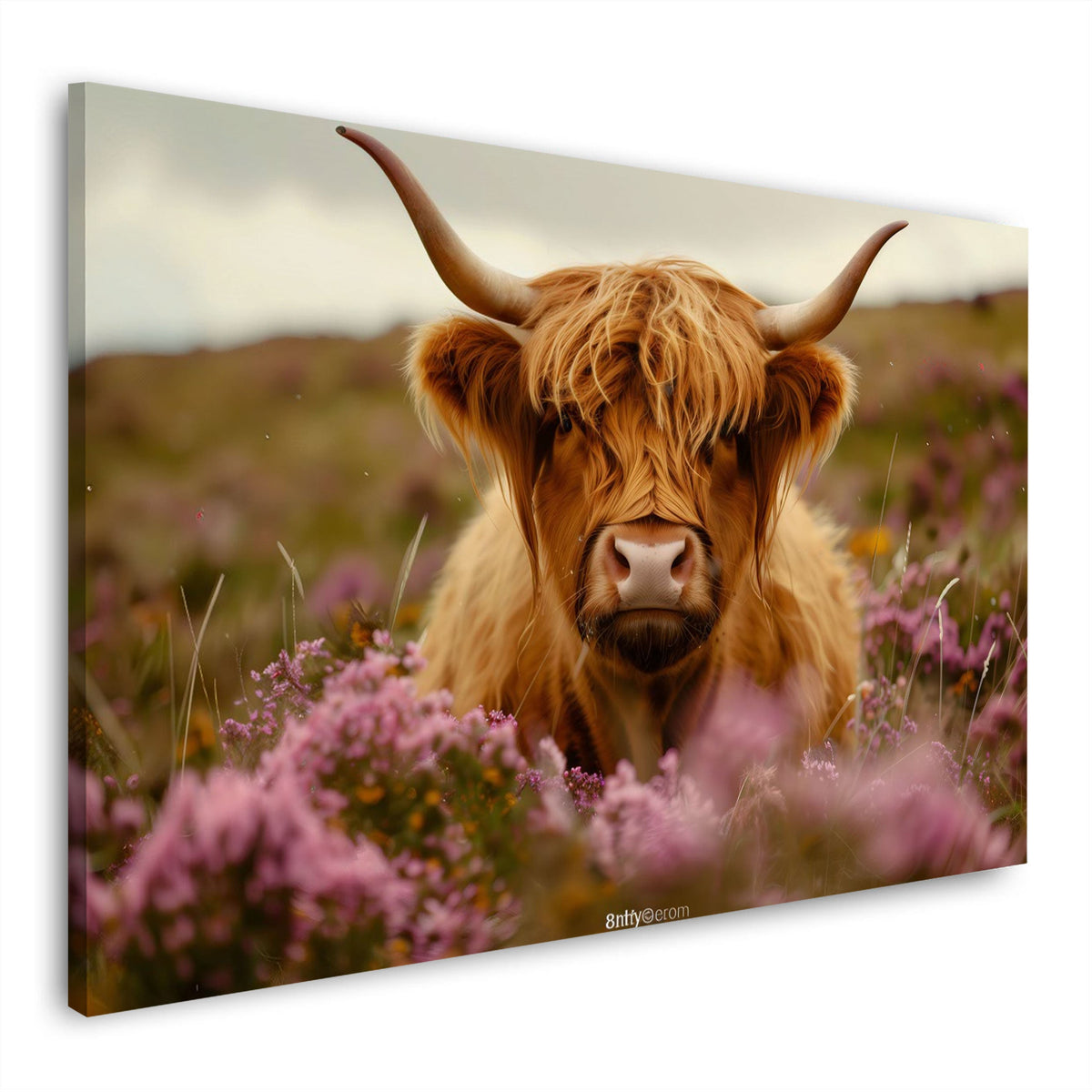 Mucca highland dal pelo lungo nella brughiera fiorita quadro