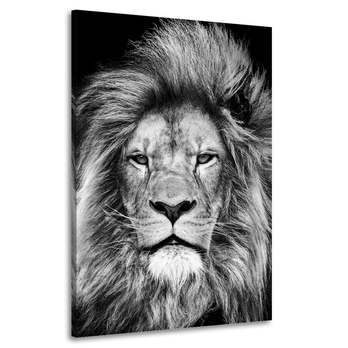 Quadro stampa su tela leone testa bianco e nero bellissimo, animali africani - Artedinoi